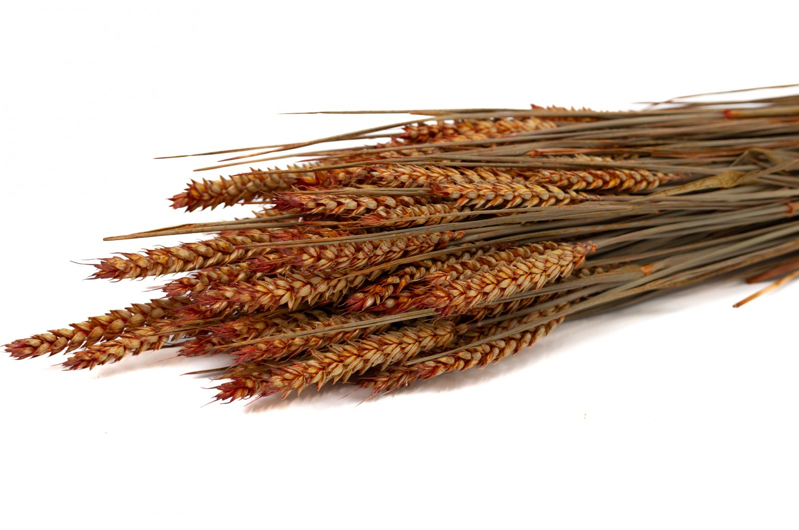 Dried wheat (18) dried-wheat-18
