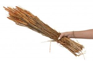 dried-wheat-18.