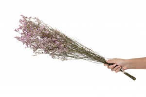 getrocknete-limonium-18.