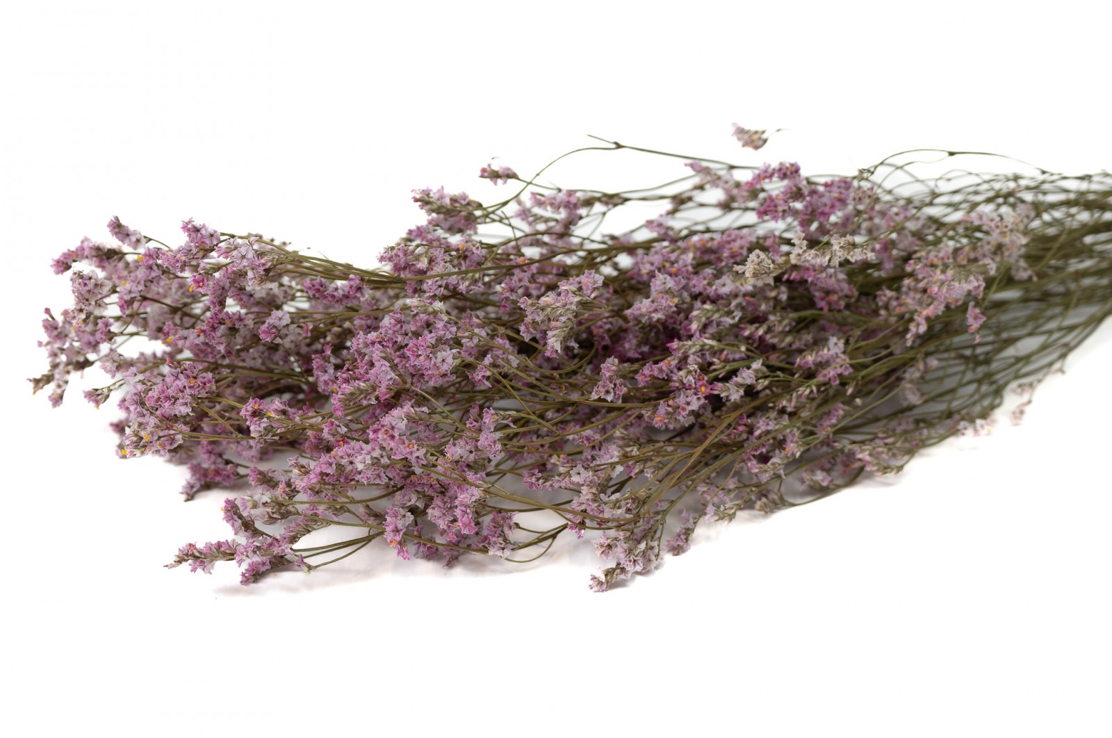 Getrocknete Limonium (18) getrocknete-limonium-18