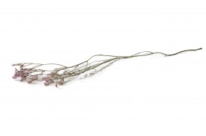 getrocknete-limonium-18.