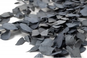 preserved-eucalyptus-stuartiana-11.