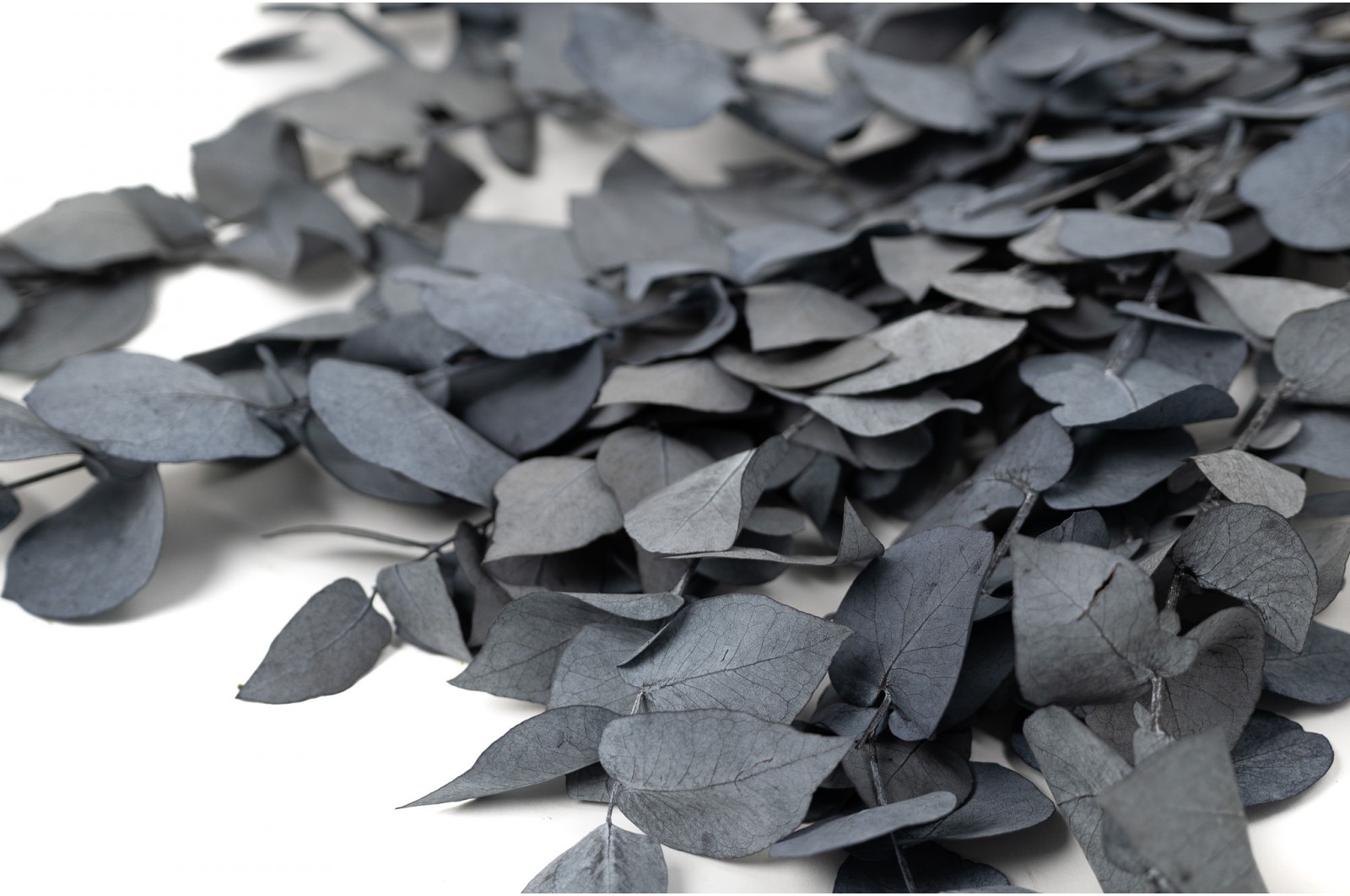 preserved-eucalyptus-stuartiana-11