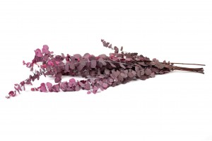 preserved-eucalyptus-stuartiana-6.