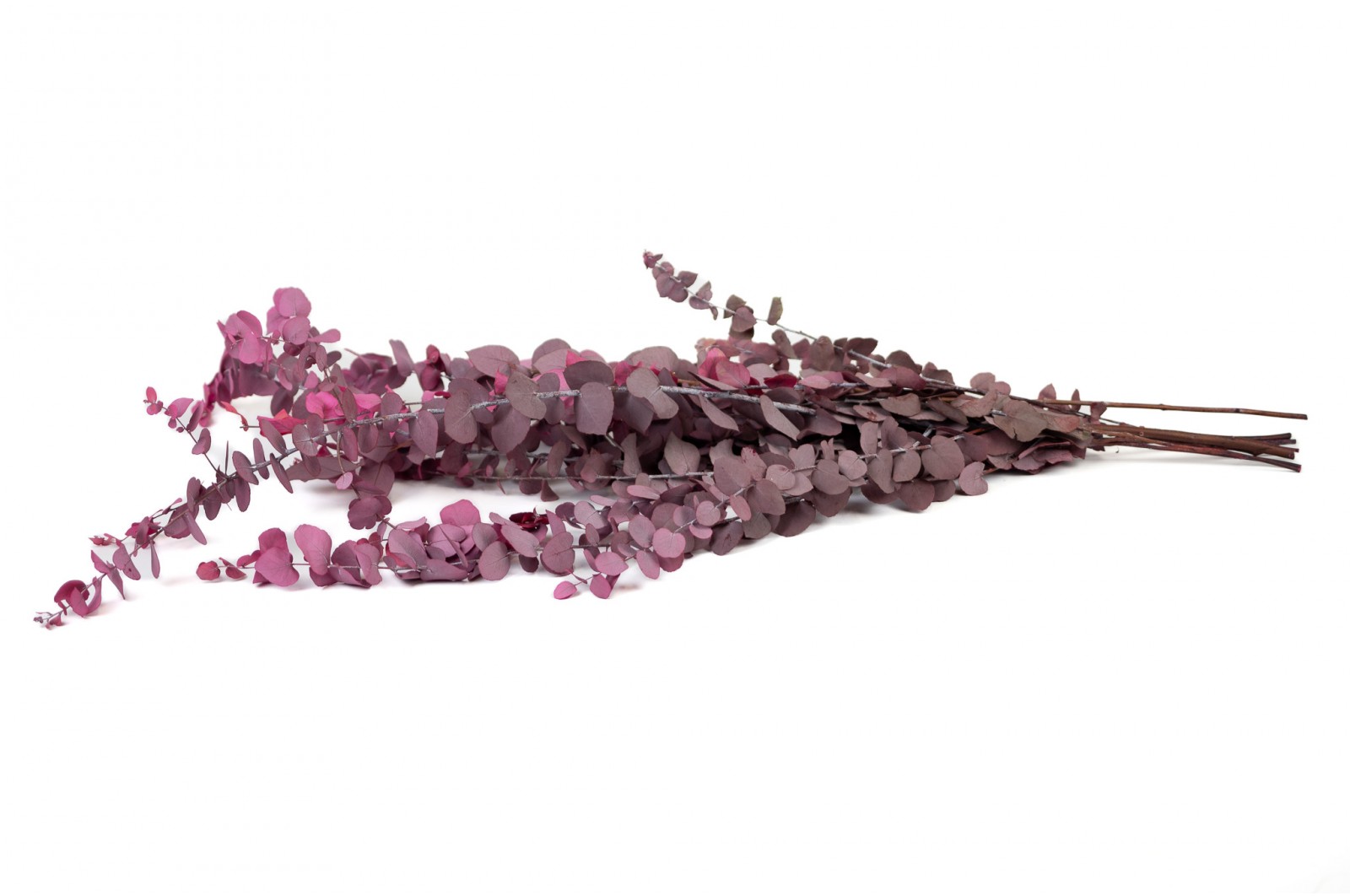 preserved-eucalyptus-stuartiana-6