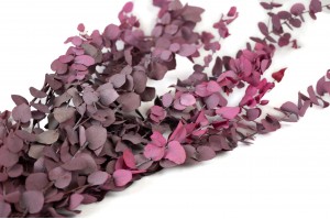 preserved-eucalyptus-stuartiana-6.