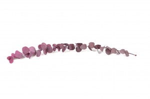 stabilisierte-eukalyptus-stuartiana-6.
