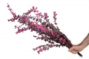 preserved-eucalyptus-stuartiana-6.