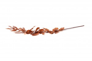 eucalyptus-stuartiana-stabilise-11.