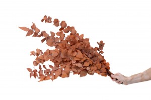 stabilisierte-eukalyptus-stuartiana-11.