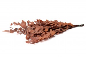 stabilisierte-eukalyptus-stuartiana-11.