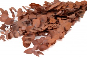 stabilisierte-eukalyptus-stuartiana-11.