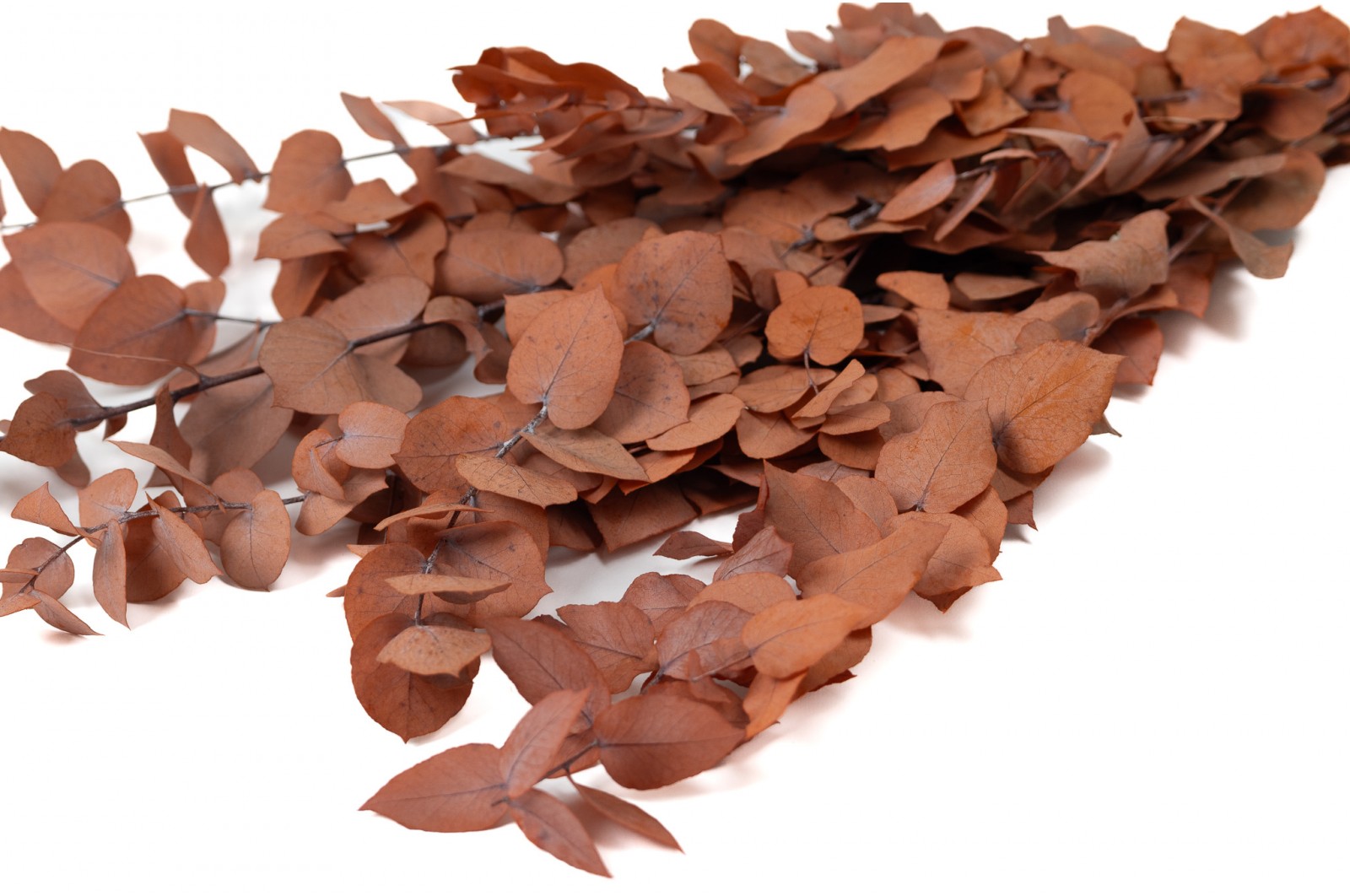 Preserved Eucalyptus stuartiana (11) preserved-eucalyptus-stuartiana-11