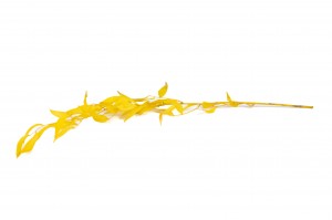 ruscus-stabilise-8.