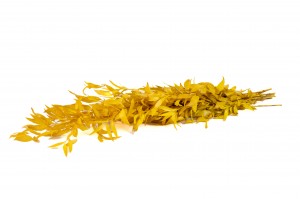 ruscus-stabilise-8.