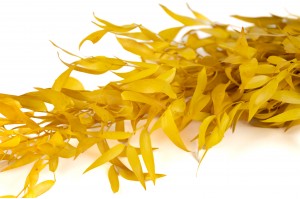 ruscus-stabilise-8.