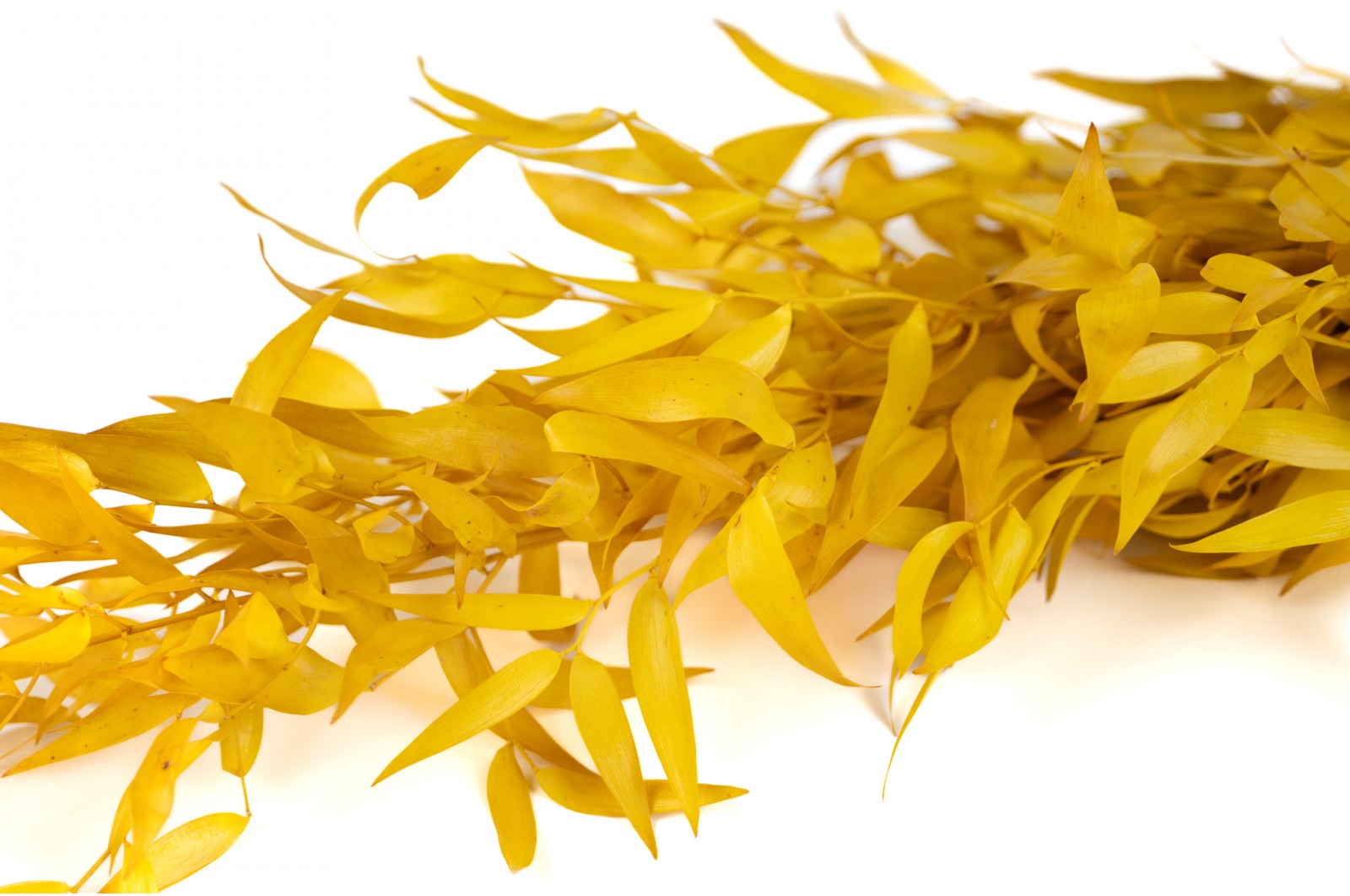 ruscus-stabilise-8