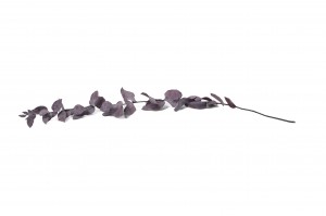 preserved-eucalyptus-stuartiana-11.