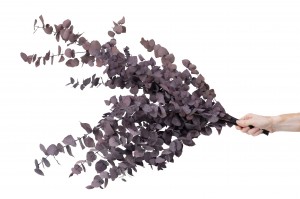 preserved-eucalyptus-stuartiana-11.