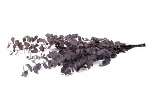 eucalyptus-stuartiana-stabilise-11.