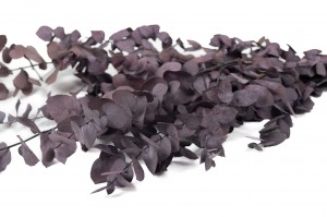 preserved-eucalyptus-stuartiana-11.