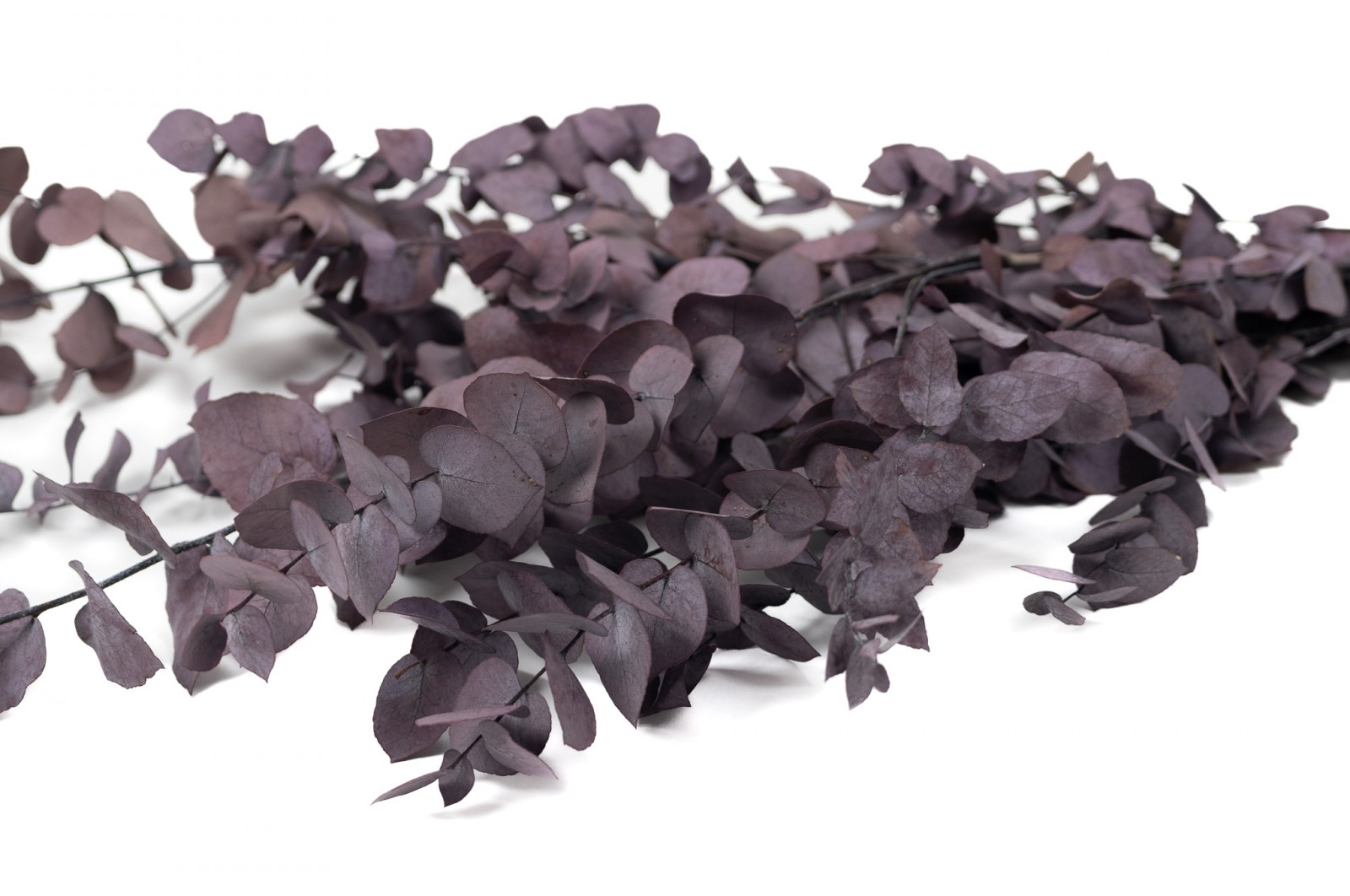 preserved-eucalyptus-stuartiana-11