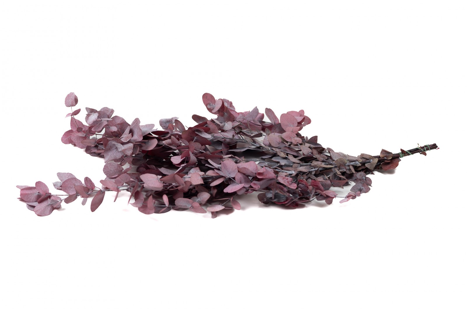 preserved-eucalyptus-cinerea-11
