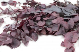 preserved-eucalyptus-cinerea-11.