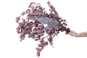 preserved-eucalyptus-cinerea-11.