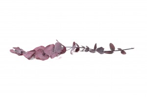 preserved-eucalyptus-cinerea-11.