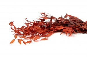 preserved-ruscus-8.