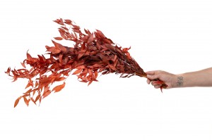 ruscus-stabilise-8.