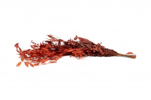 preserved-ruscus-8.