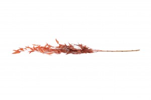 ruscus-stabilise-8.