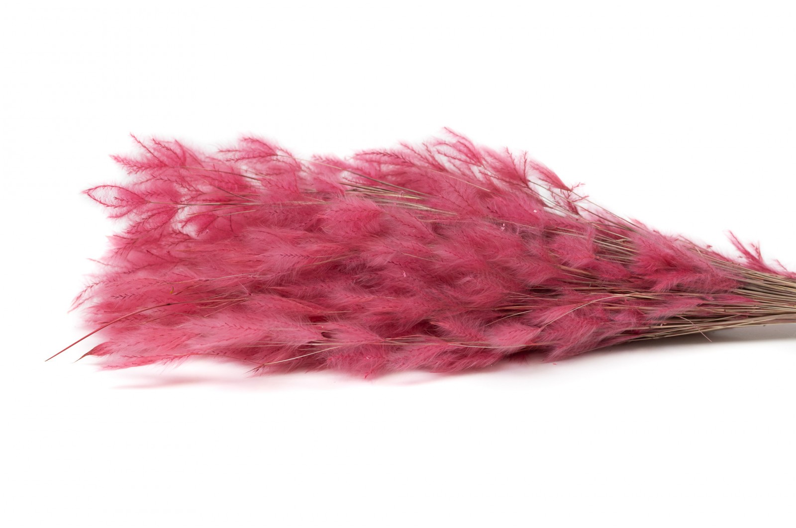 Dried Plumeau (grass) (8) dried-plumeau-grass-8