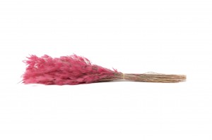 dried-plumeau-grass-8.