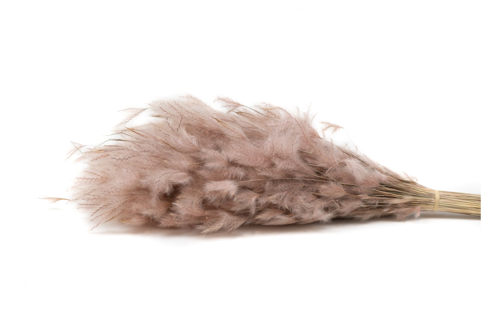 Dried Plumeau (grass) (8) dried-plumeau-grass-8
