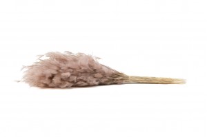 dried-plumeau-grass-8.