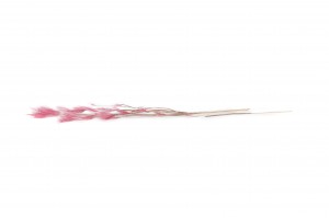 dried-plumeau-grass-8.