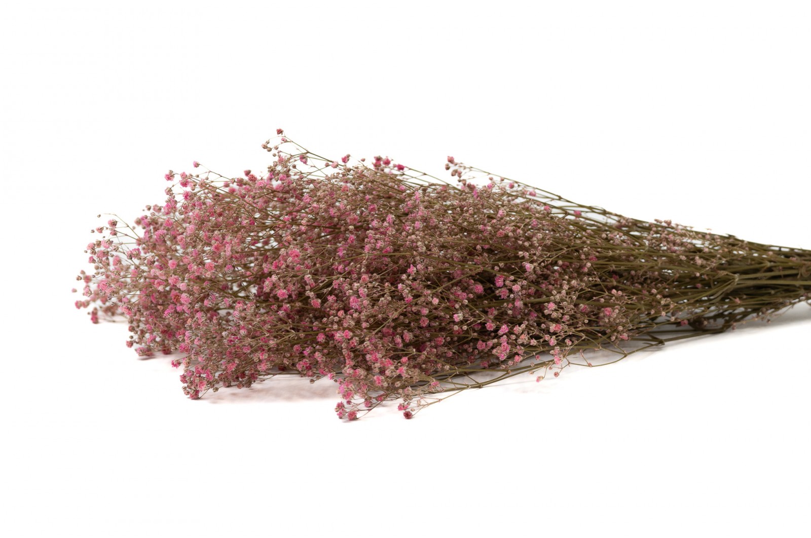Gypsophile stabilisé (8) gypsophile-stabilise-8