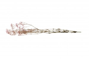 gypsophile-stabilise-8.