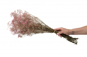 gypsophile-stabilise-8.