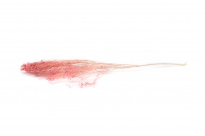 broom-bloom-sec-20.