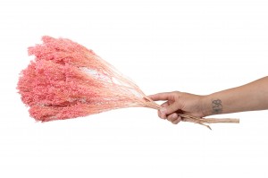 dried-broom-bloom-20.