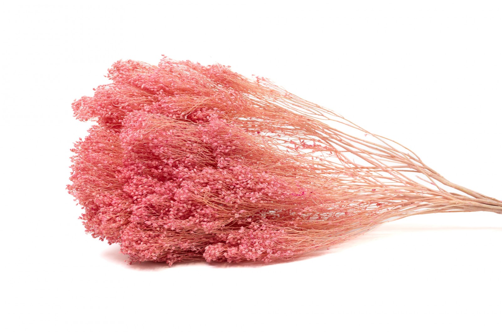 Dried Broom bloom (20) dried-broom-bloom-20