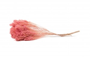 broom-bloom-sec-20.