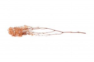 preserved-gypsophila-37.