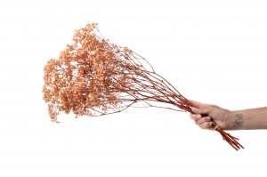 gypsophile-stabilise-37.