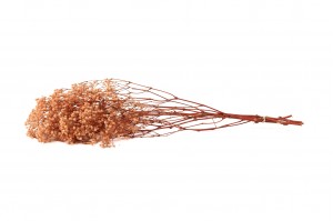 gypsophile-stabilise-37.