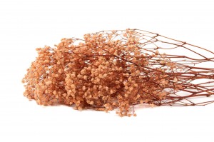 gypsophile-stabilise-37.